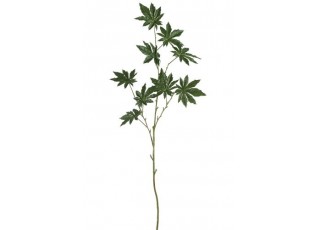 Okrasný list Papaya - 122cm