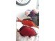Červený polštář Fish Paul - 93*34*17cm J-Line by Jolipa