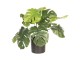 Umělá dekorační rostlina Monstera Deliciosa - 42*42*40 cm Clayre & Eef