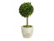 Buxus na kmínku v květináči - Ø10*24 cm J-Line by Jolipa
