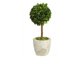 Buxus na kmínku v květináči - Ø10*24 cm