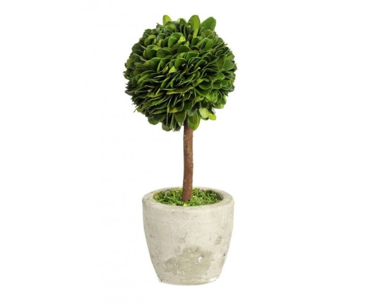 Buxus na kmínku v květináči - Ø10*24 cm J-Line by Jolipa
