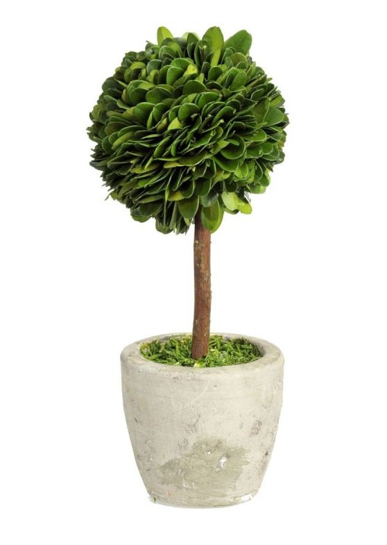 Buxus na kmínku v květináči - Ø10*24 cm