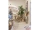 Okrasná trojitá palma v květináči Palm - Ø180*300cm J-Line by Jolipa