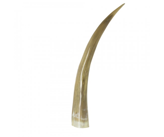 Dekorativní roh Bizoň - 55cm Mars & More 