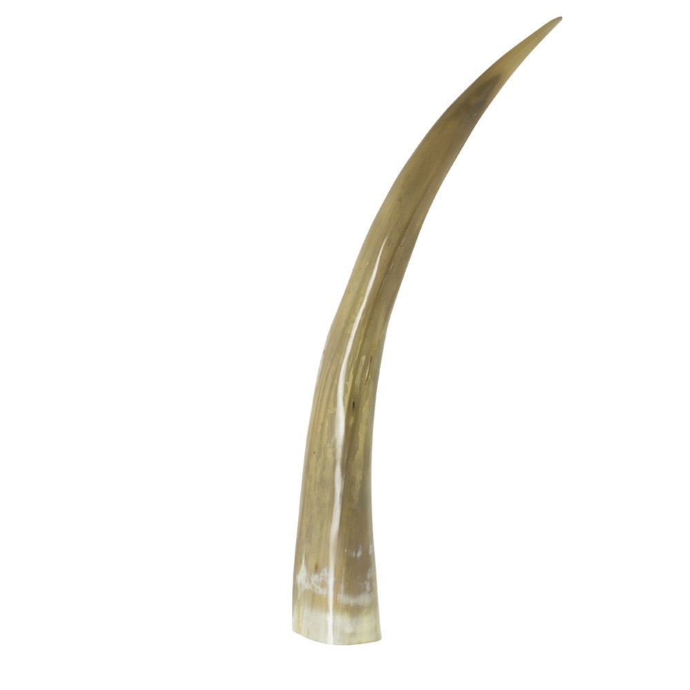 Dekorativní roh Bizoň - 55cm